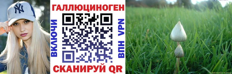 Галлюциногенные грибы Psilocybine cubensis  Купить  Бологое 